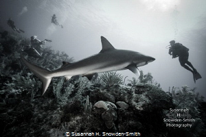 "Interaction" - Caribbean reef shark and diver by Susannah H. Snowden-Smith 